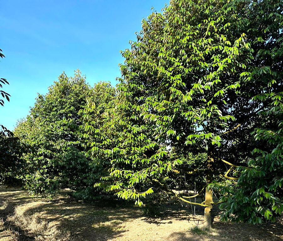 Bán gấp 2,5 hecta vườn Sầu Riêng đang thu hoạch tại An Lập, Dầu Tiếng, BD cách Sài Gòn 65km